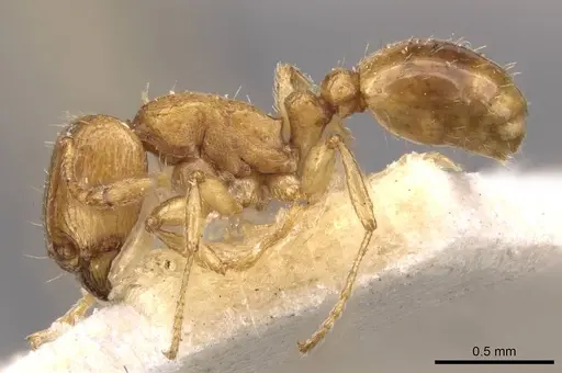 Tetramorium schmidti - CASENT0909103