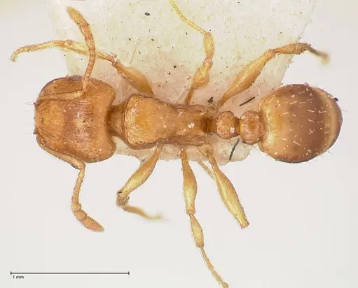 Tetramorium schmidti - FOCOL0773-1