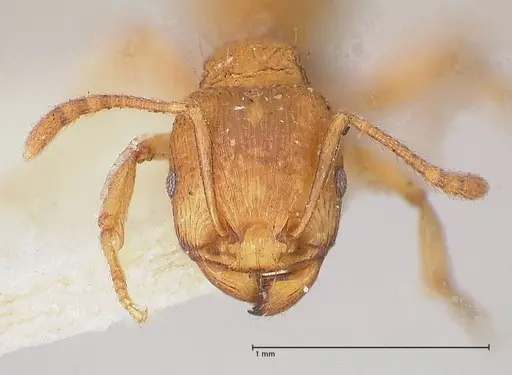 Tetramorium schmidti - FOCOL0773-1