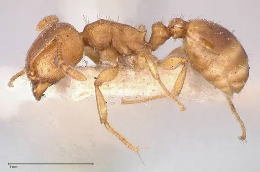Tetramorium schmidti - FOCOL0773-1