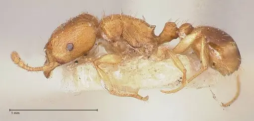 Tetramorium schmidti - FOCOL0773-2