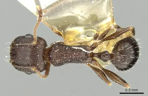 Tetramorium schneideri specimen