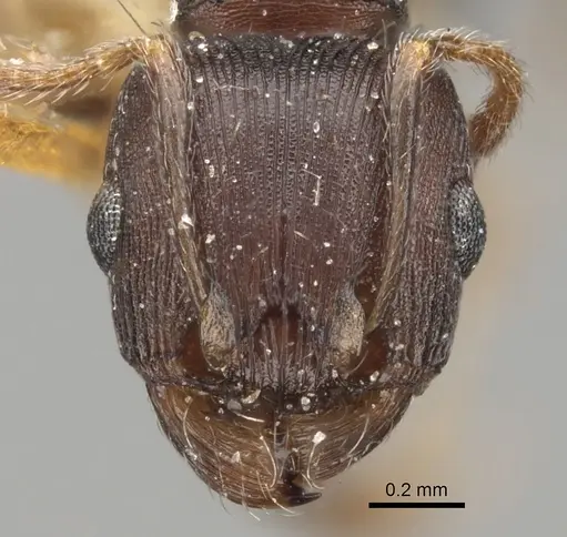Tetramorium schneideri specimen