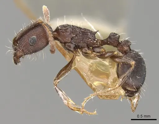 Tetramorium schneideri specimen