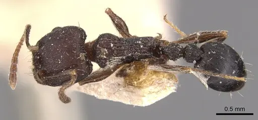 Tetramorium schneideri - CASENT0904828