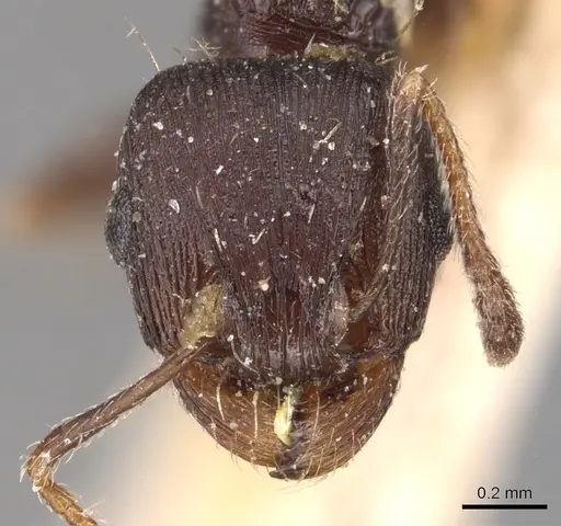 Tetramorium schneideri - CASENT0904828