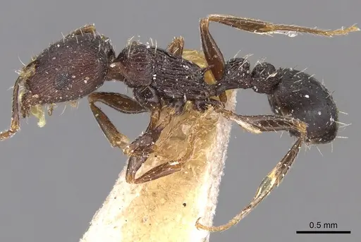 Tetramorium schneideri - CASENT0904828