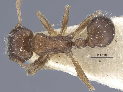 Tetramorium schneideri - CASENT0917056