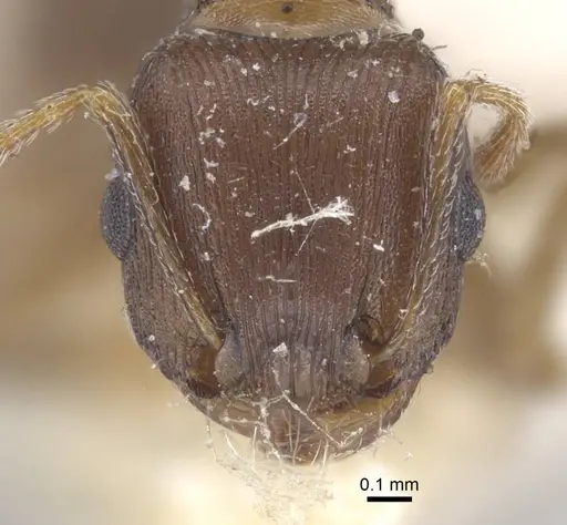 Tetramorium schneideri - CASENT0917056