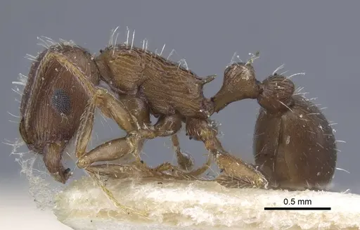 Tetramorium schneideri - CASENT0917056