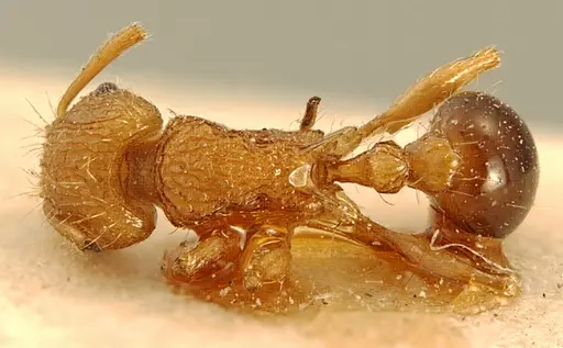 Tetramorium schoutedeni specimen
