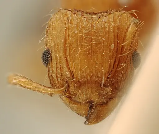 Tetramorium schoutedeni specimen
