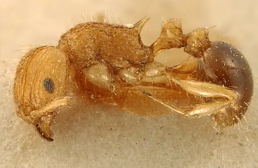 Tetramorium schoutedeni specimen