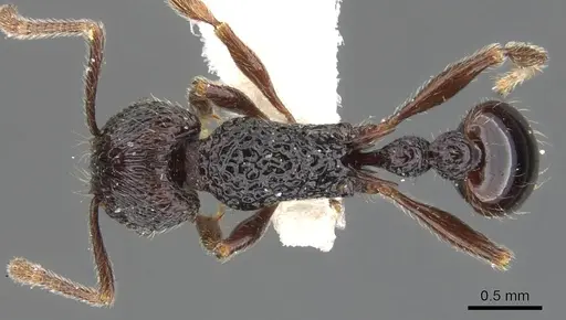 Tetramorium sculptatum specimen