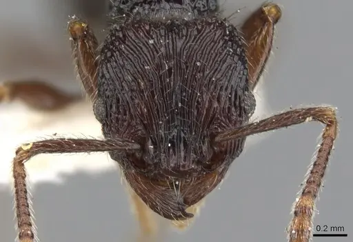 Tetramorium sculptatum specimen