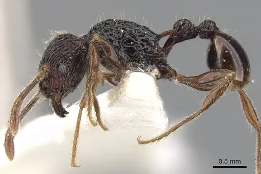 Tetramorium sculptatum specimen