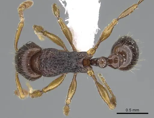 Tetramorium scutum specimen