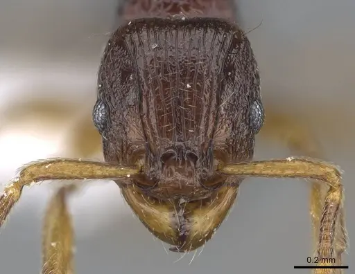 Tetramorium scutum specimen
