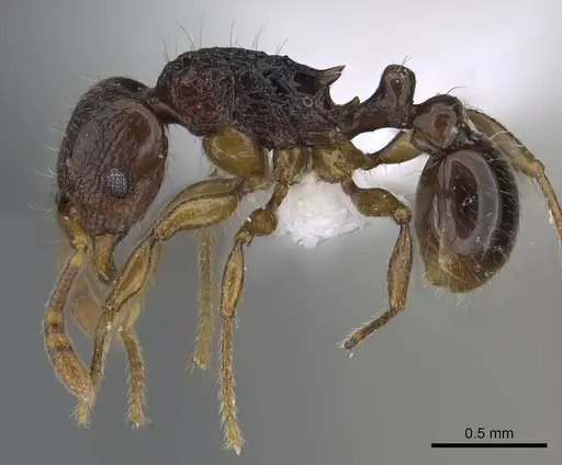 Tetramorium scutum specimen