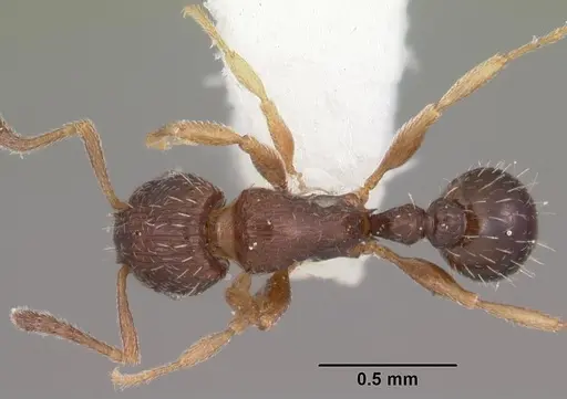Tetramorium scytalum specimen