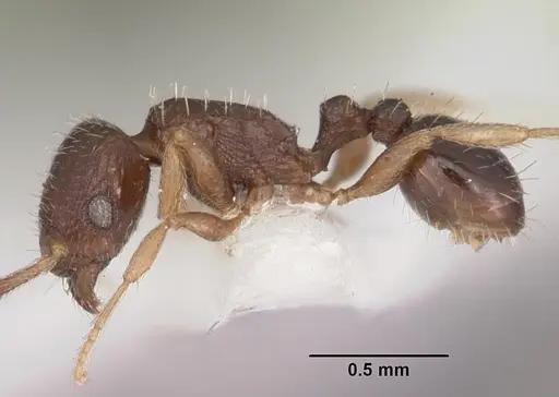Tetramorium scytalum specimen