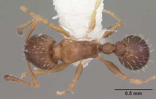 Tetramorium scytalum - CASENT0102337