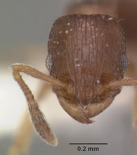 Tetramorium scytalum - CASENT0102337
