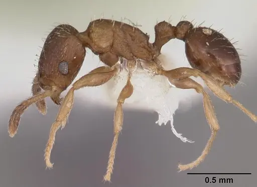 Tetramorium scytalum - CASENT0102337