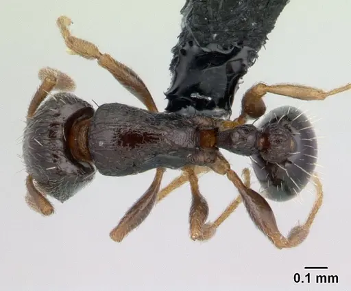 Tetramorium scytalum - CASENT0132848