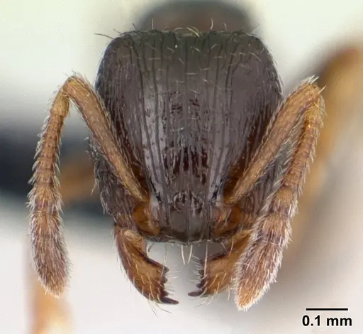 Tetramorium scytalum - CASENT0132848