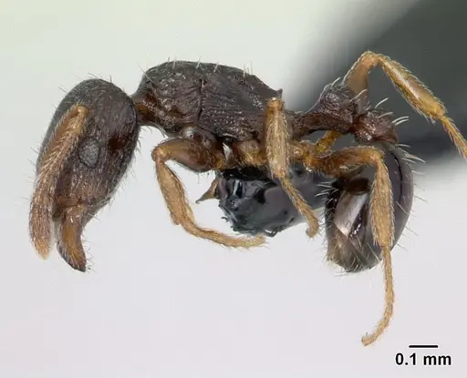 Tetramorium scytalum - CASENT0132848