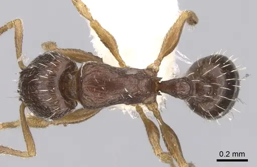 Tetramorium scytalum - CASENT0906145
