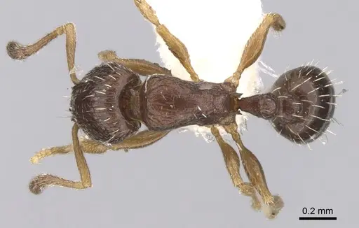 Tetramorium scytalum - CASENT0906145