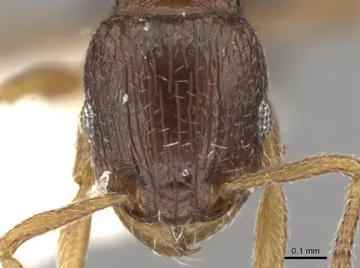 Tetramorium scytalum - CASENT0906145