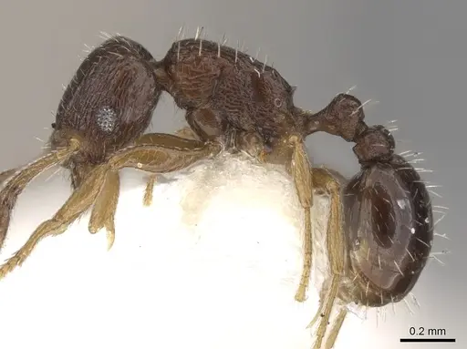 Tetramorium scytalum - CASENT0906145