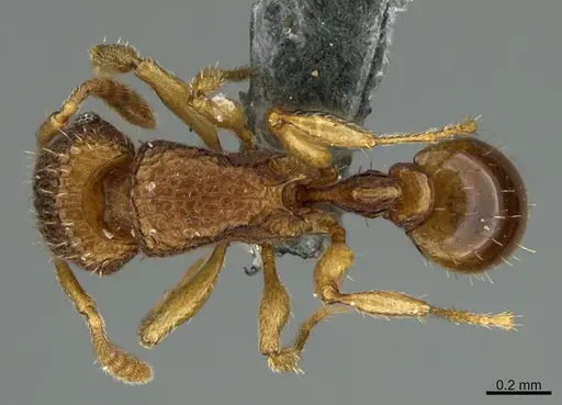 Tetramorium securis specimen