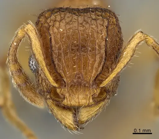 Tetramorium securis specimen
