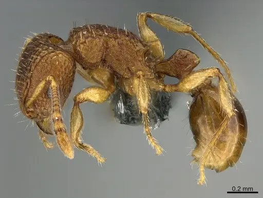 Tetramorium securis specimen