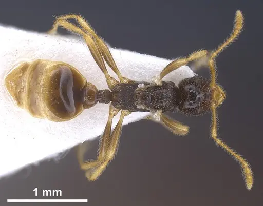 Tetramorium seiferti specimen