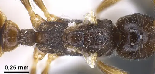 Tetramorium seiferti specimen