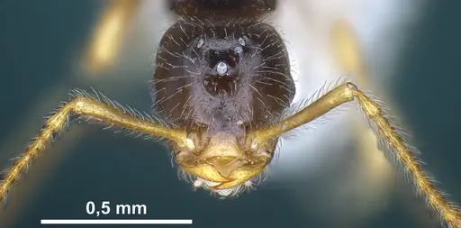 Tetramorium seiferti specimen