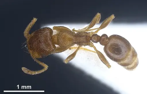 Tetramorium semilaeve specimen