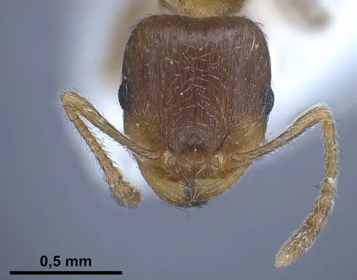 Tetramorium semilaeve - ANTWEB1041301