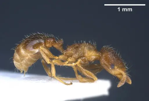 Tetramorium semilaeve - ANTWEB1041301