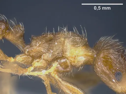 Tetramorium semilaeve - ANTWEB1041301