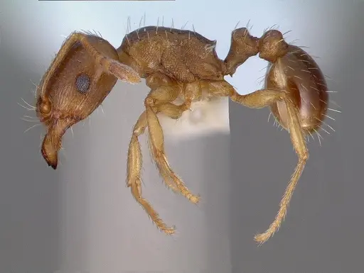 Tetramorium semilaeve - CASENT0008637