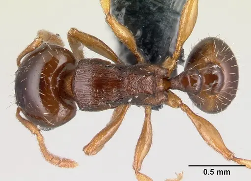 Tetramorium semilaeve - CASENT0179597