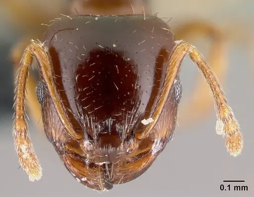 Tetramorium semilaeve - CASENT0179597