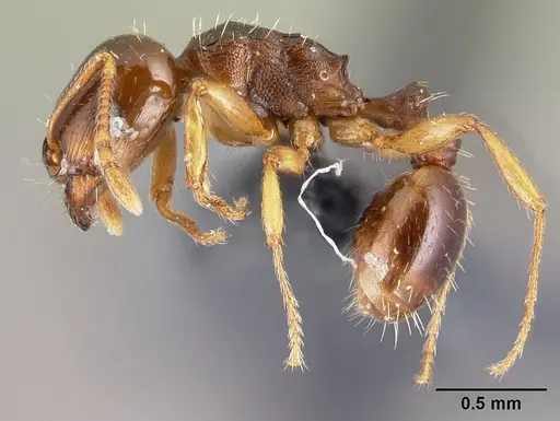 Tetramorium semilaeve - CASENT0179597