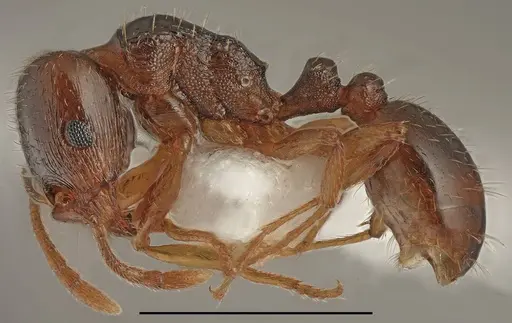 Tetramorium semilaeve - CASENT0763869